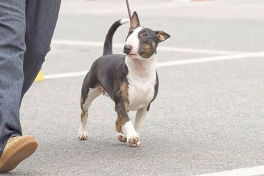 boğa korkunç köpek