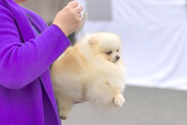 Saç kesimi köpekler profesyonel master