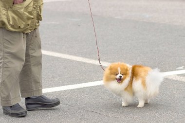 Küçük köpek yakın çekim