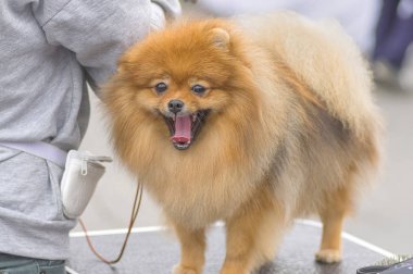 Köpek Spitz yakın çekim