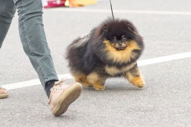 Köpek Spitz yakın çekim