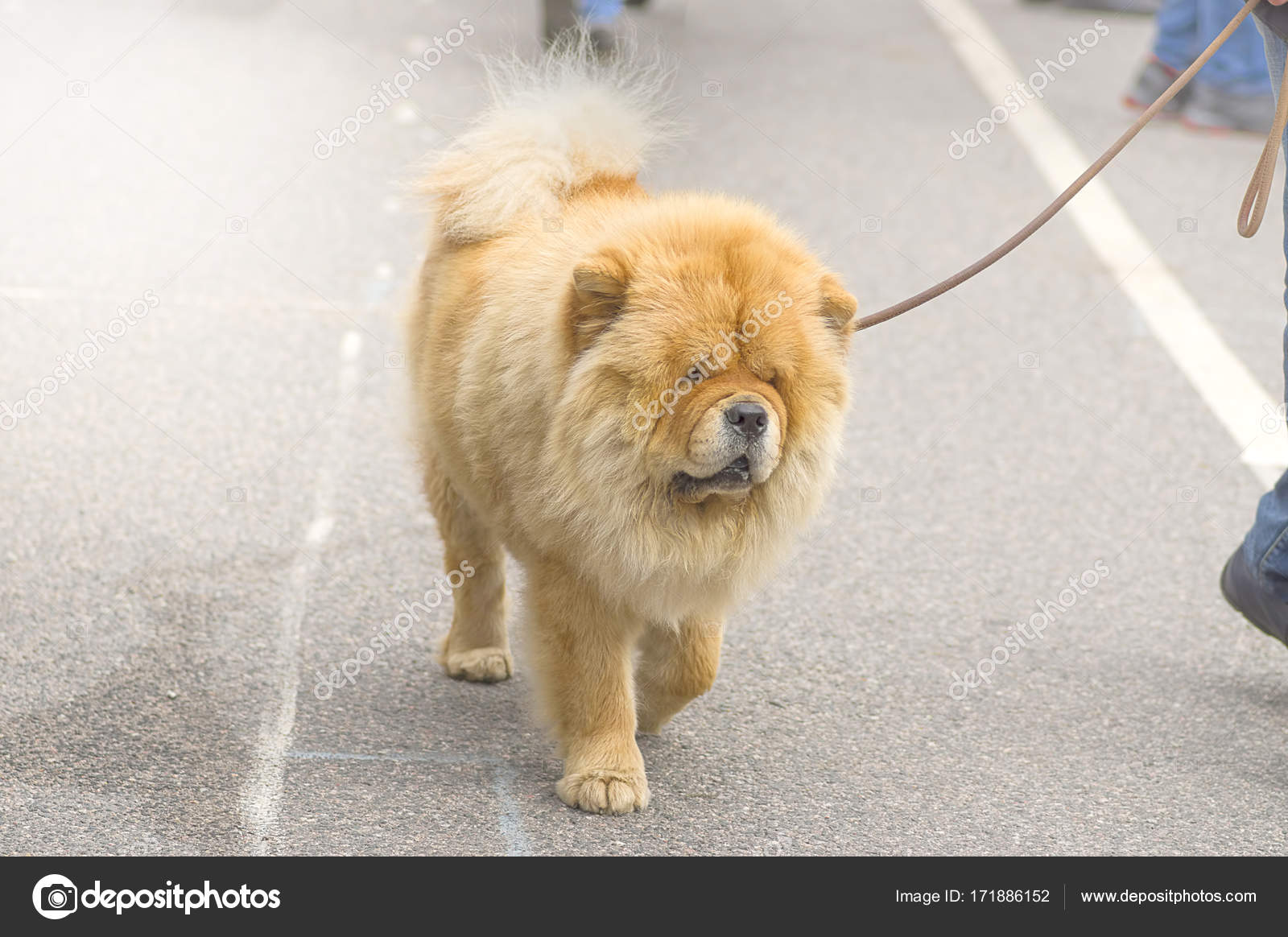 Gros Plan De Chien Chow Chow Photographie Vizland 171886152