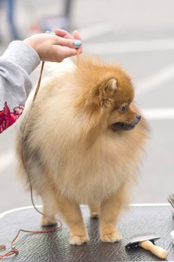 Saç kesimi köpekler profesyonel master