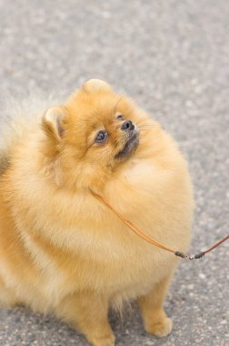 Köpek Spitz yakın çekim