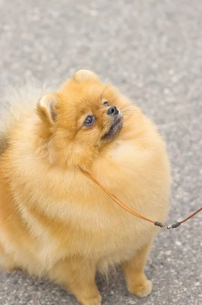 Cão Spitz close-up — Fotografia de Stock