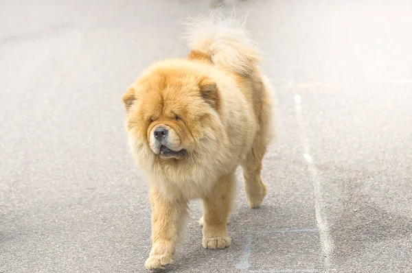 Chow-chow dog close-up — Stock Photo, Image