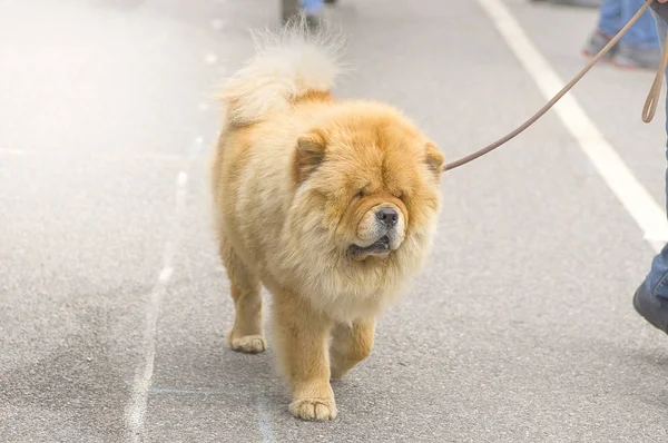 Chow-chow koira lähikuva — kuvapankkivalokuva