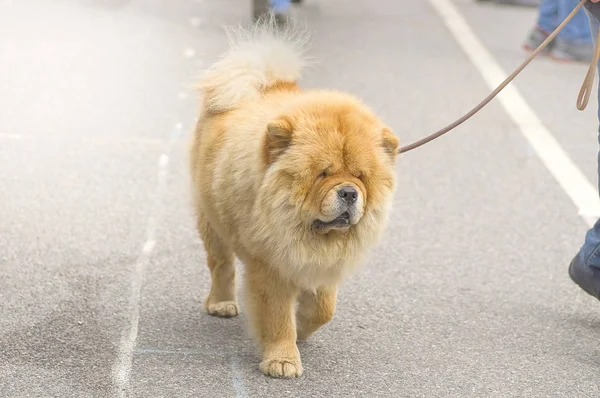 Chow-chow dog close-up — Stock Photo, Image