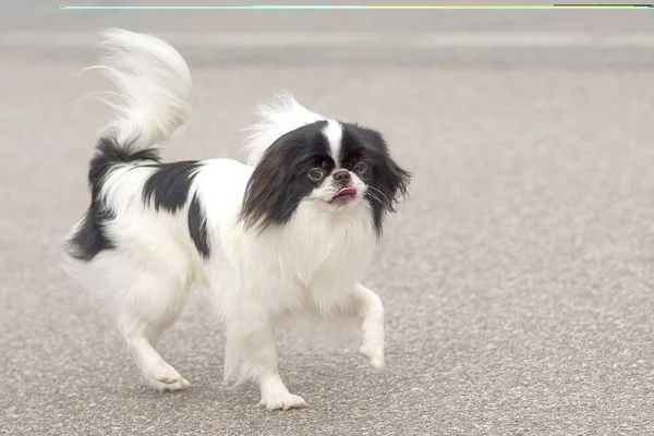 小型犬のクローズ アップ — ストック写真