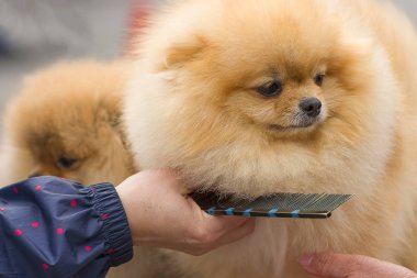 Saç kesimi köpekler profesyonel master