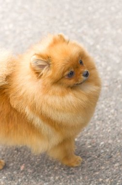 Köpek Spitz yakın çekim