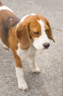 Avcılık köpek yakın çekim