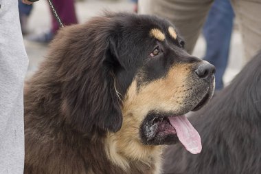 Büyük köpek yakın çekim