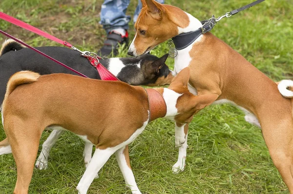 2 匹の犬の知人 — ストック写真