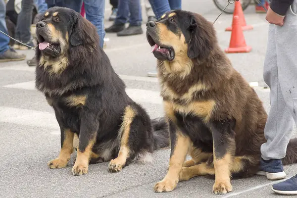 Neapolitana Mastino 클로즈업 — 스톡 사진