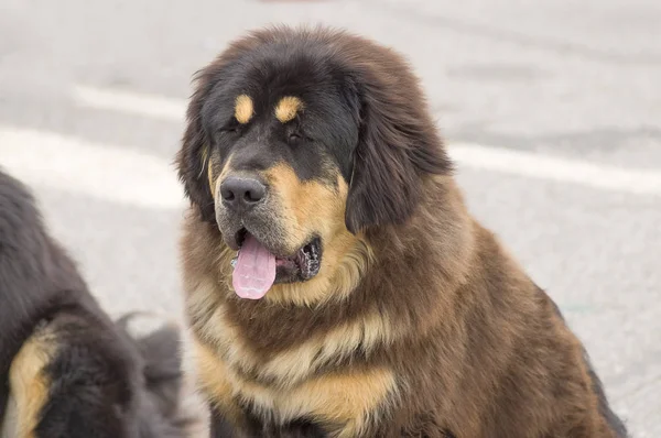 Großer Hund aus nächster Nähe — Stockfoto