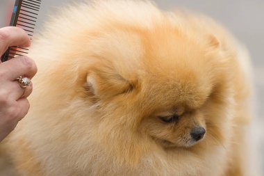 Saç kesimi köpekler profesyonel master