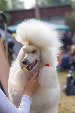 Köpek fino köpeği yakın çekim