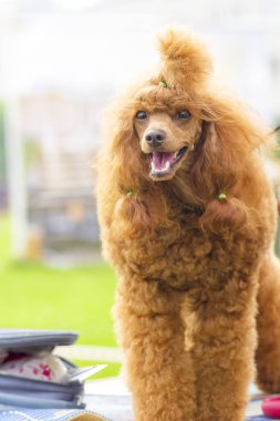 Köpek fino köpeği yakın çekim