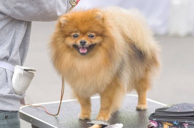 Saç kesimi köpekler profesyonel master