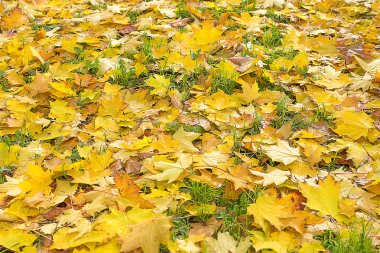 Sonbahar yapraklarının arkaplanı