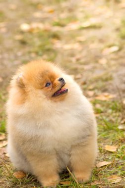 Köpek Spitz yakın çekim