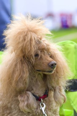 Köpek fino köpeği yakın çekim