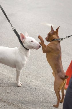 Tanıdık iki köpek