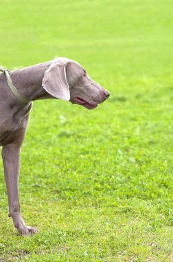 Avcılık köpek yakın çekim