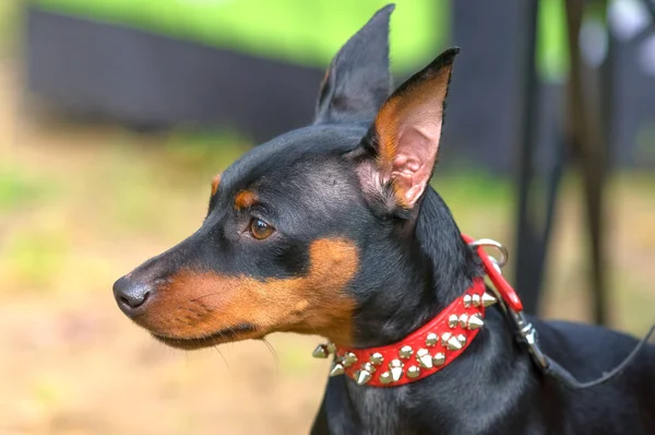 Gros plan sur le chien Doberman Pinscher — Photo