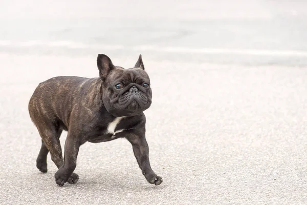 Fransız buldozer yakın çekim