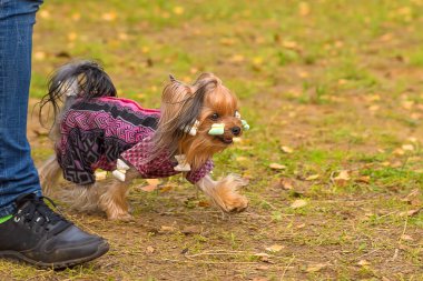 Yorkshire terrier yakın çekim