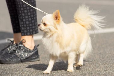 Chihuahua köpek yakın çekim