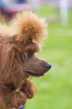 Köpek fino köpeği yakın çekim