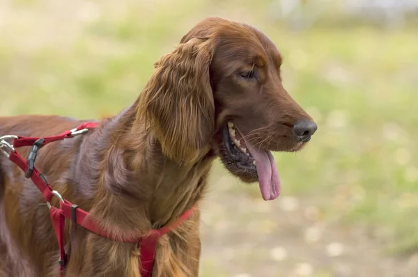 Setter dog close-up — Stock Photo, Image