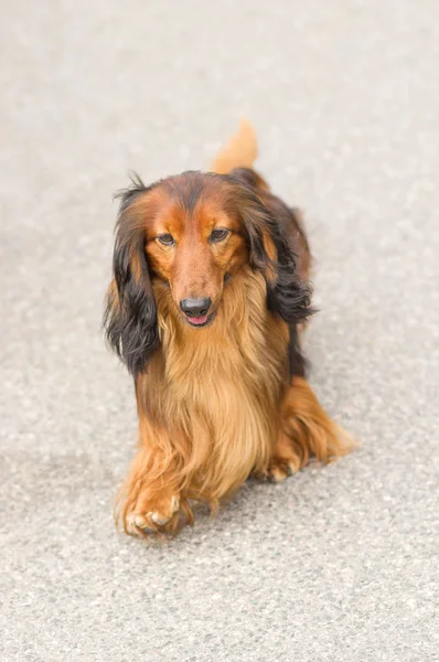 Dachshund típico Close-up — Fotografia de Stock