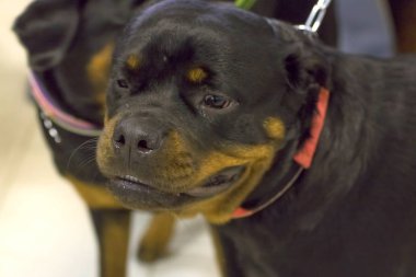 Rottweiler köpek yakın çekim