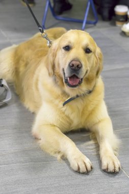 Golden Retriever yakın çekim