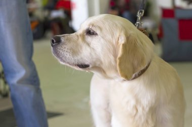 Labrador retriever yakın çekim
