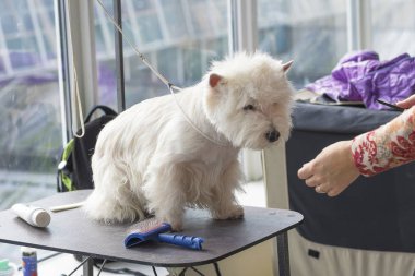 Saç kesimi köpekler profesyonel master