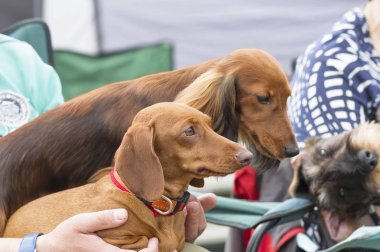 köpeği Terrier yakın çekim