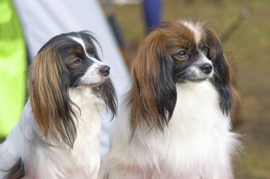 Papillon köpek yakın çekim