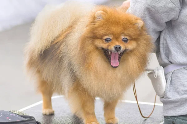 Köpek Spitz yakın çekim