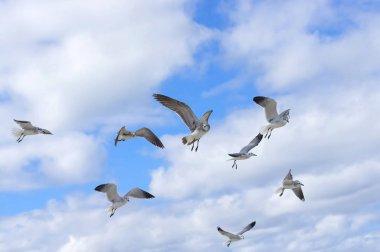 Martı gökyüzünde kuş