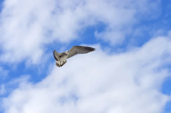 Bird of the seagull in the sky