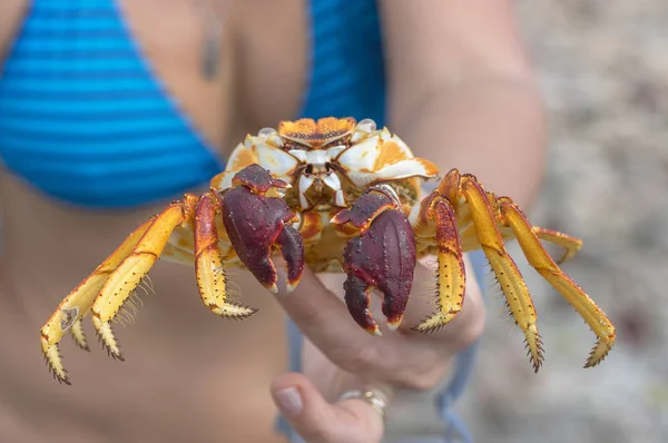 Sea krabba närbild — Stockfoto