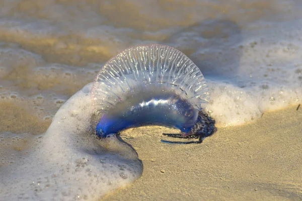 海岸に海クラ ゲ — ストック写真