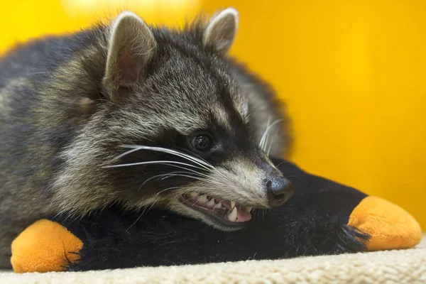 raccoon shows sharp teeth