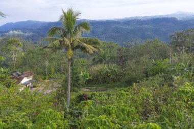 Palmiye ve dağlar ile manzara