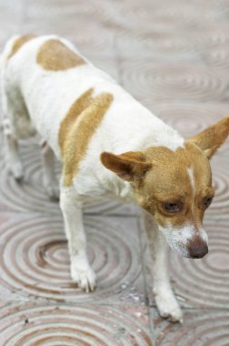 Melez köpek yakın çekim